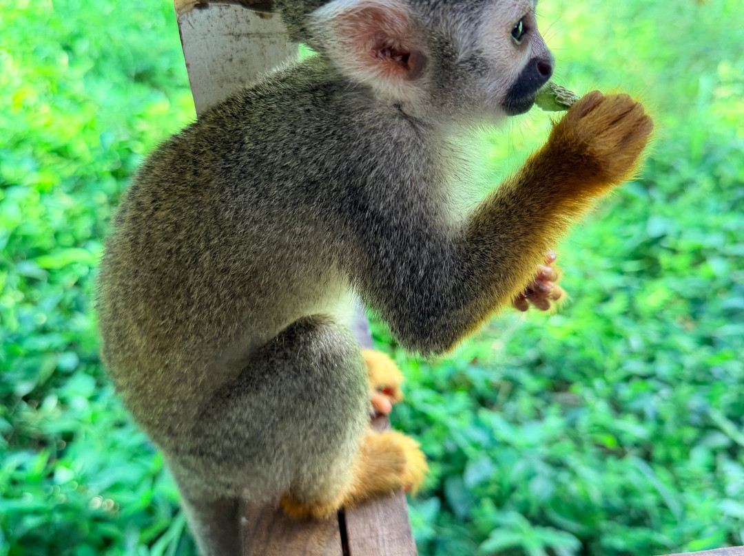 Monkey Home Puerto Plata-普拉塔港必去景点