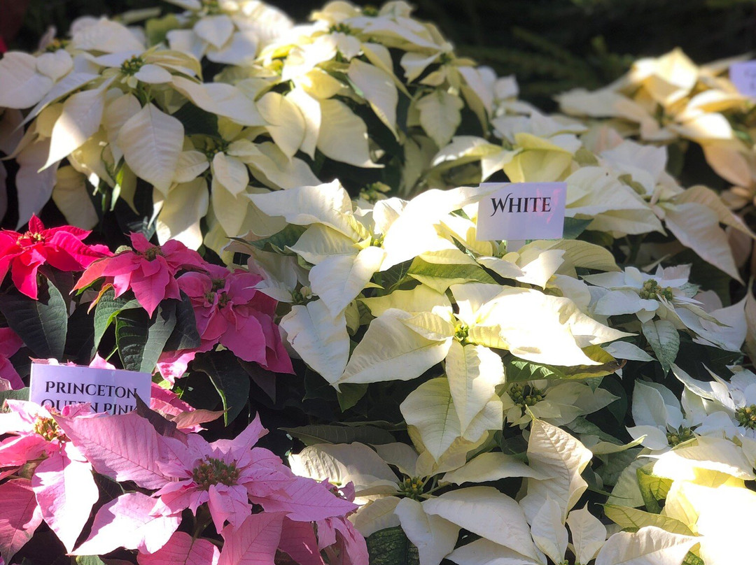 Ventura Botanical Gardens-文图拉县必去景点