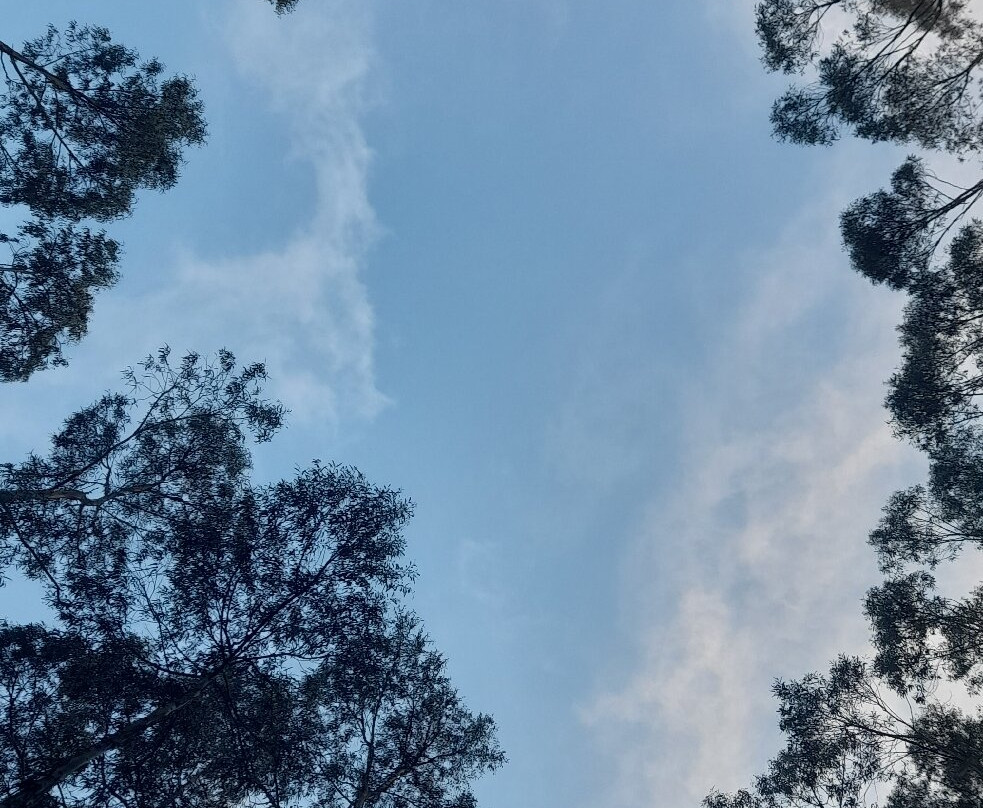 Entoto Natural Park-亚的斯亚贝巴必去景点