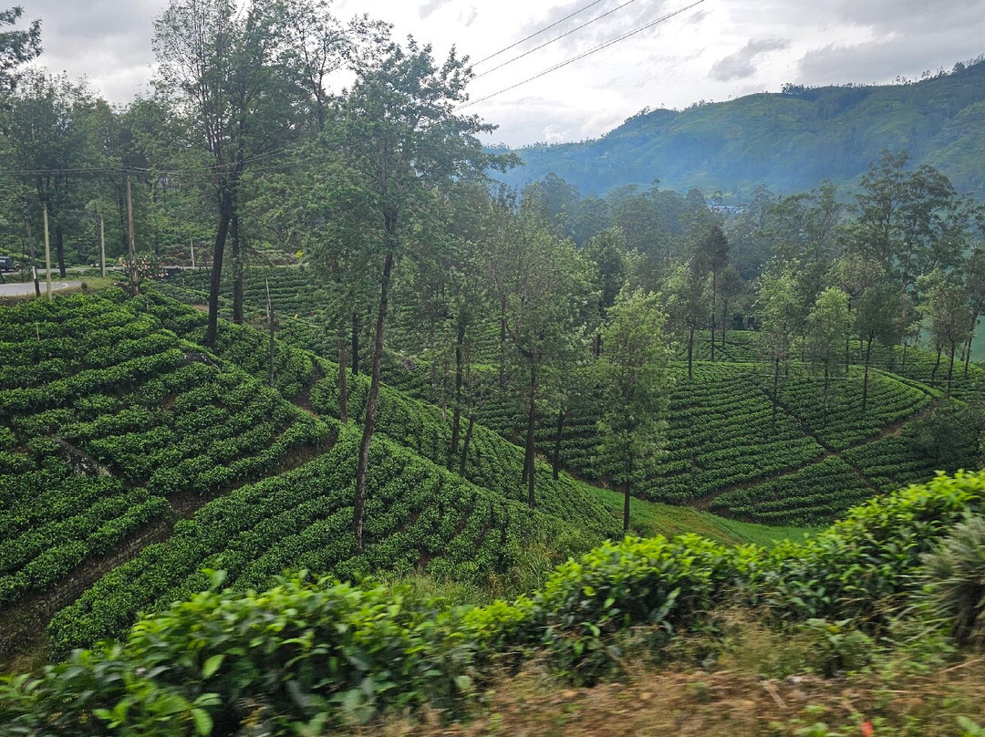 Princess of Dickoya主图