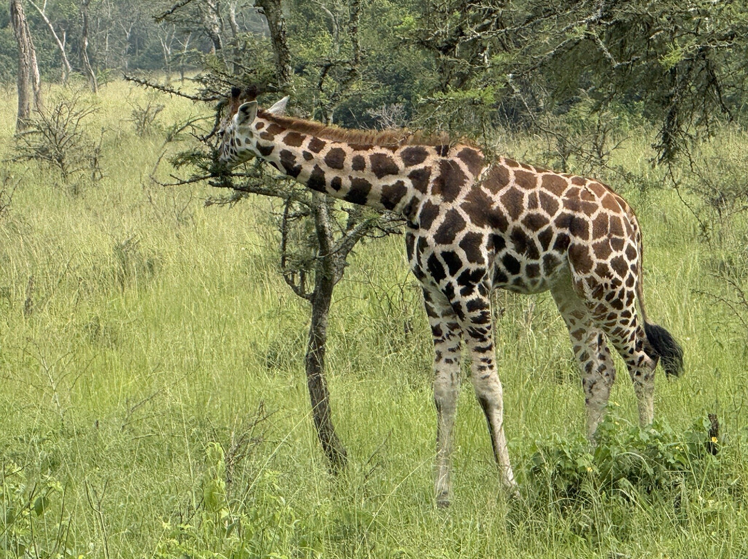 Mamaland Safaris-坎帕拉必去景点