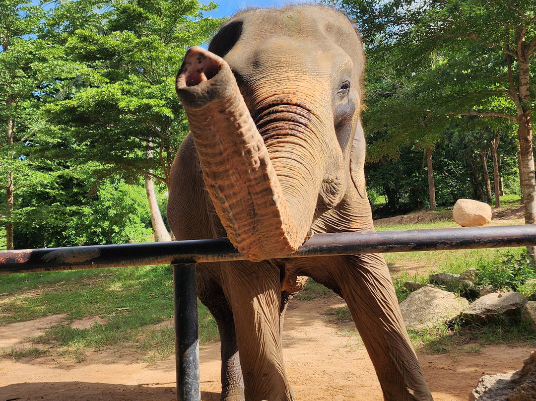 Samui Elephant Sanctuary-波普特必去景点