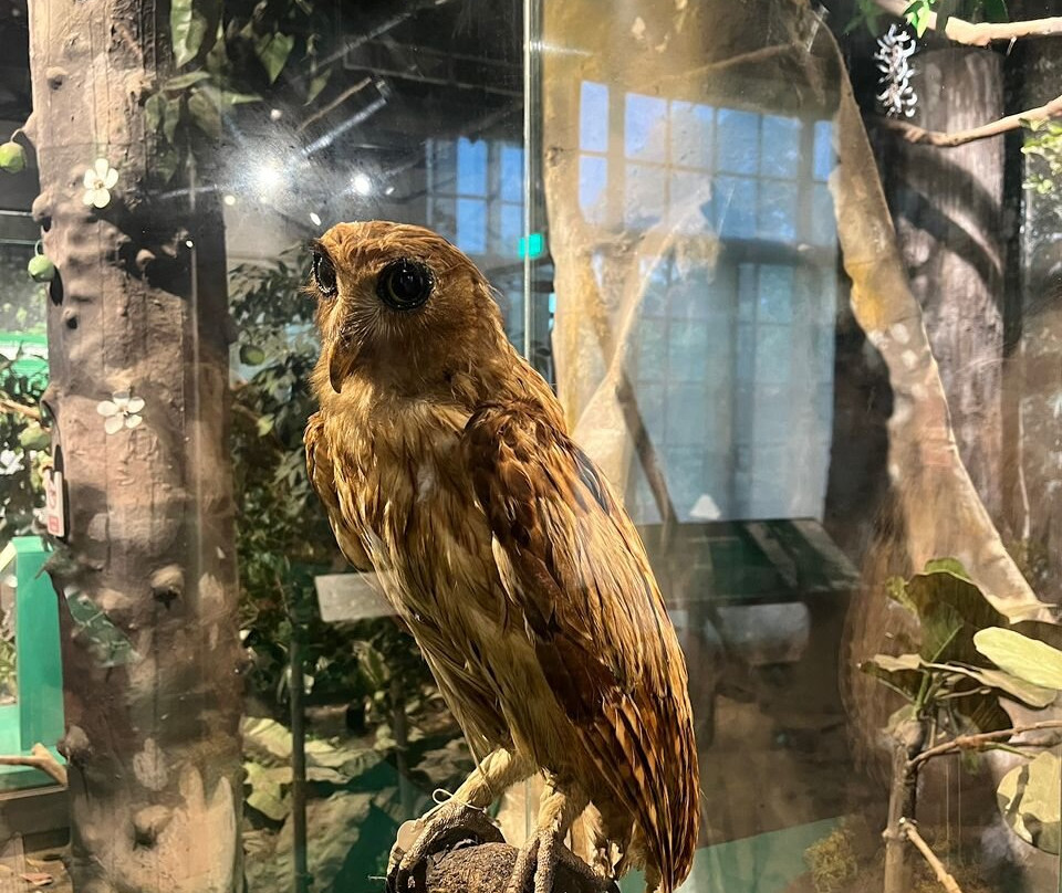 National Museum of Natural History-马尼拉必去景点