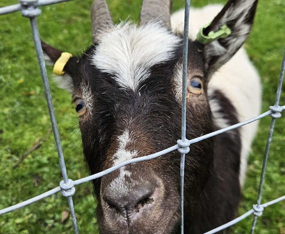 Greenacres Animal Park-Deeside必去景点