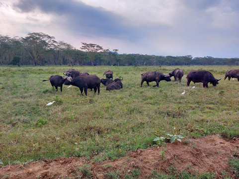 Journeys Beyond Africa-内罗毕必去景点