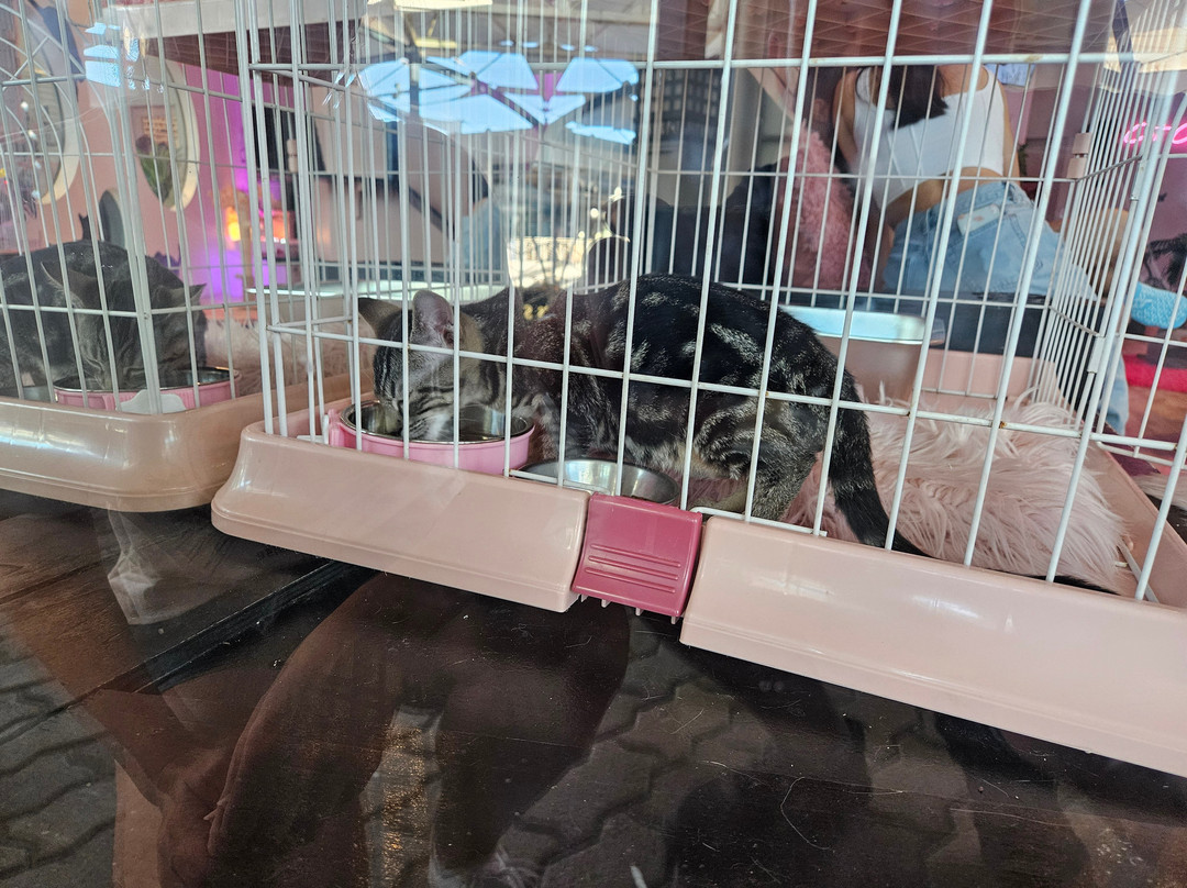 Cat Cafe Maui-卡胡卢伊必去景点