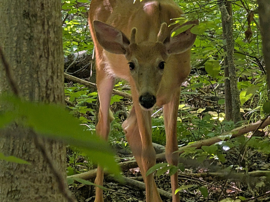KJC ATV Rentals and Trails of South Haven-南黑文必去景点