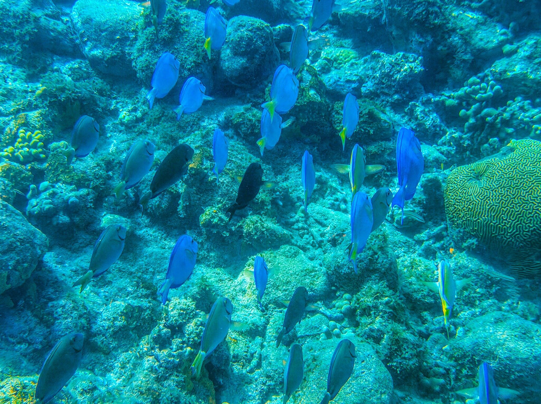 Anse Figuier-Riviere-Pilote必去景点