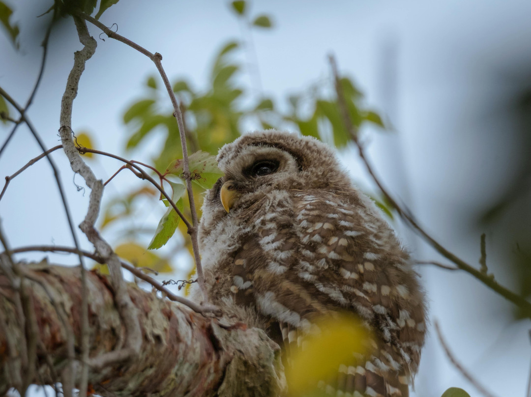 Mahogany Hammock-大沼泽国家公园必去景点