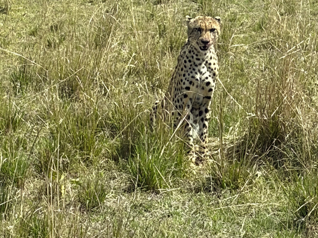 Kampur Travel Diaries-内罗毕必去景点