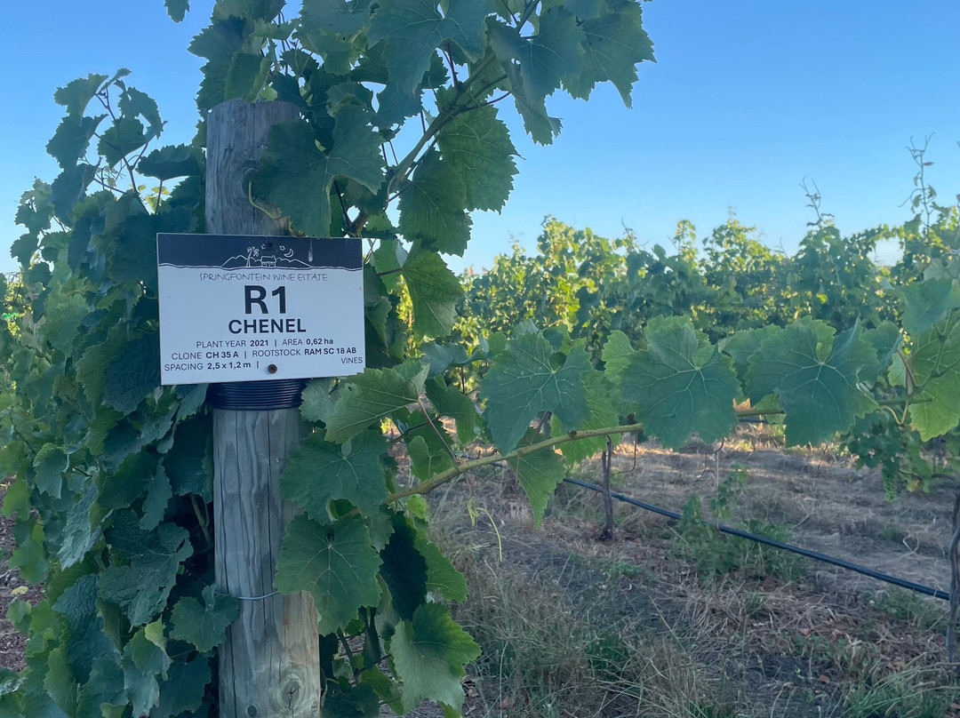 Springfontein Wine Estate-斯坦福必去景点