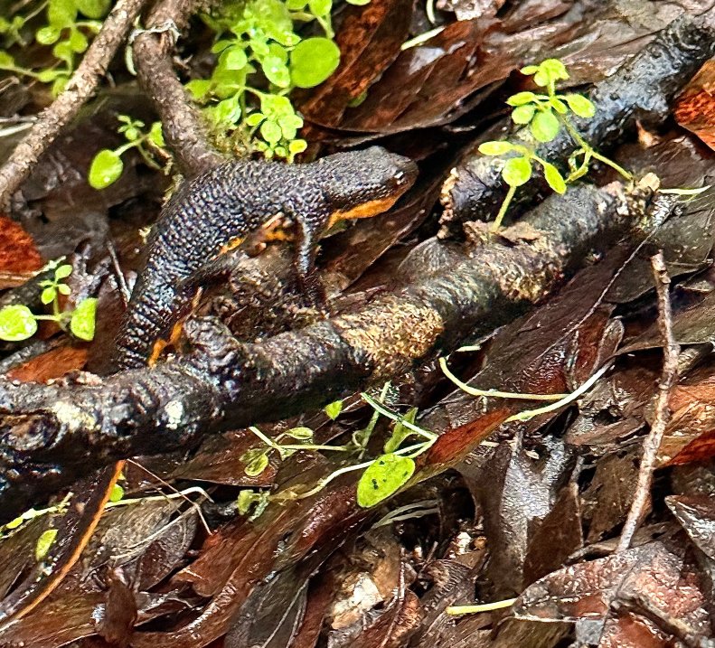 Lodge at Marconi-官方