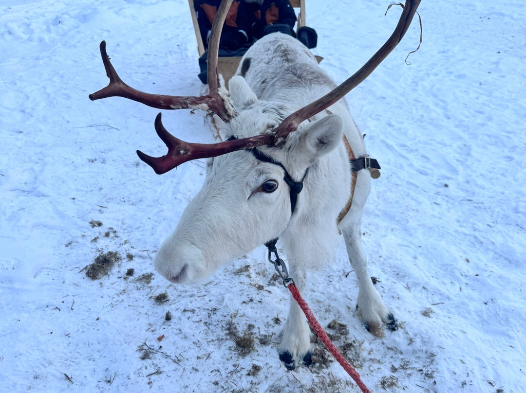 Lapland Private-罗瓦涅米必去景点