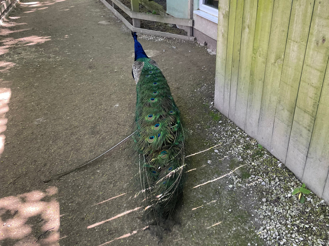 Bridlington Animal Park-布里德灵顿必去景点
