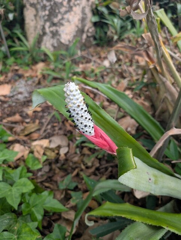 Jardin de Orquideas de Sitio Litre-德拉克鲁兹索尔港必去景点