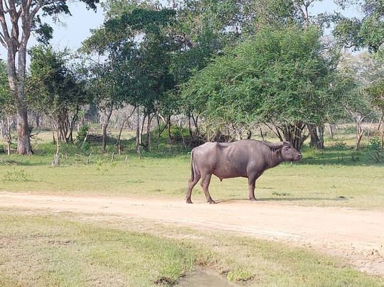 Wilpattu Safari Jeep-Wilpattu National Park必去景点