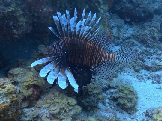 Fundiving Curacao-威廉斯塔德必去景点