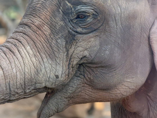 Krabi Elephant House Sanctuary-Sai Thai必去景点