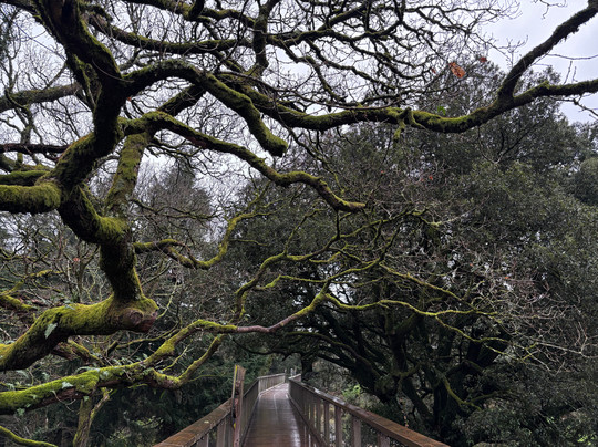 Treetop Walk Avondale
