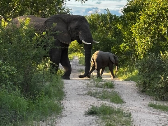Karongwe Private Reserve-霍德斯普鲁特必去景点