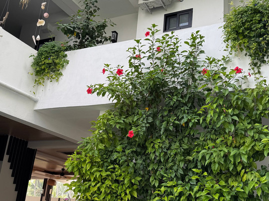 Island Vista Thoddoo