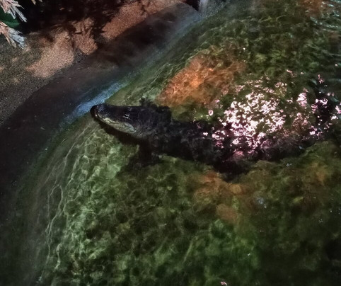 Tropicarium-Oceanárium-布达佩斯必去景点