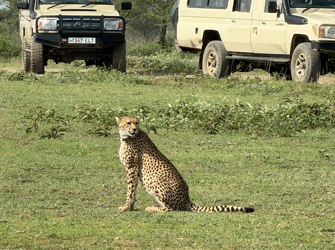 歌珊地非洲游猎之旅-阿鲁沙必去景点