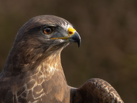 Feathers and Fur Falconry Centre-布拉克内尔必去景点