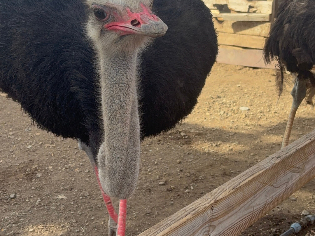 Curacao Ostrich Farm-库拉索必去景点
