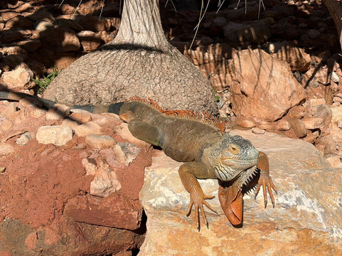 Crocoparc-阿加迪尔必去景点