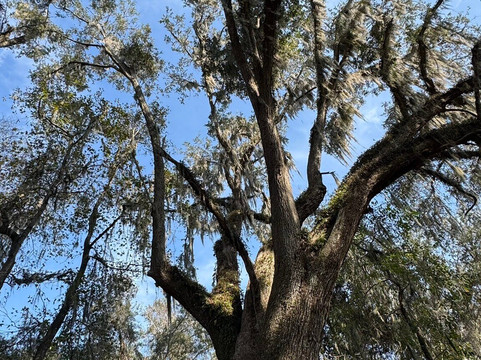Kanapaha Botanical Gardens-盖恩斯维尔必去景点