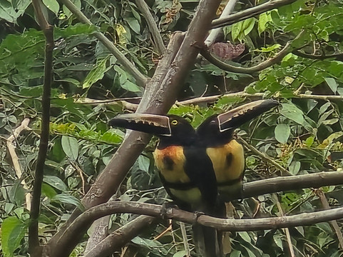 Dave & Dave's Costa Rica Nature Park-La Virgen必去景点