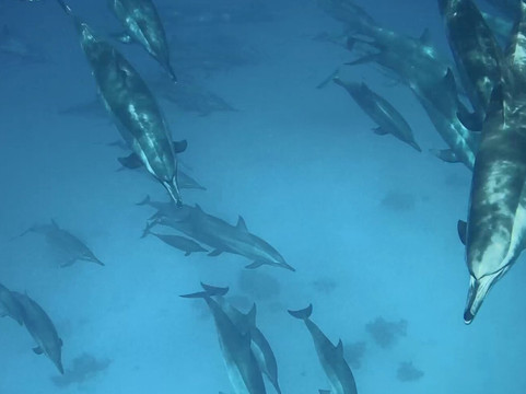 Infinity Diving Safari-马萨阿拉姆必去景点