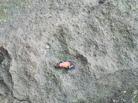 Sloths Paradise Rainforest