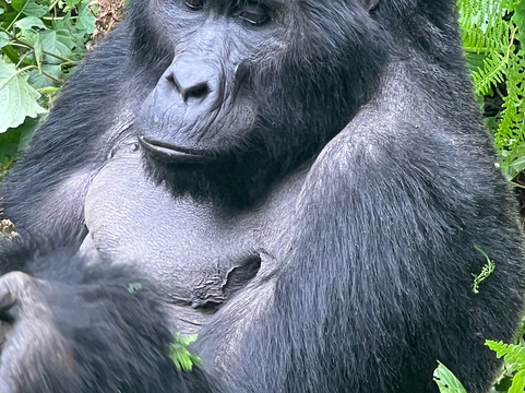 Magical Gorilla Adventures-坎帕拉必去景点