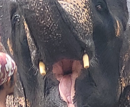 Samui Elephant Spa-苏梅岛必去景点