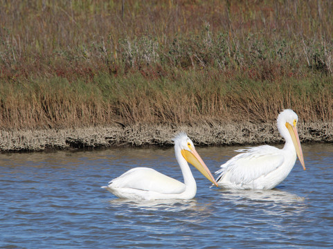 Rockport Birding and Kayak Adventures-罗克波特必去景点