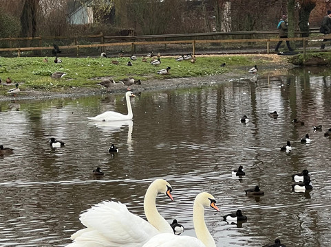 WWT Slimbridge Wetland Centre-Slimbridge必去景点