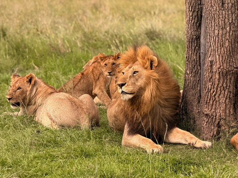 Axis Africa Safaris-内罗毕必去景点