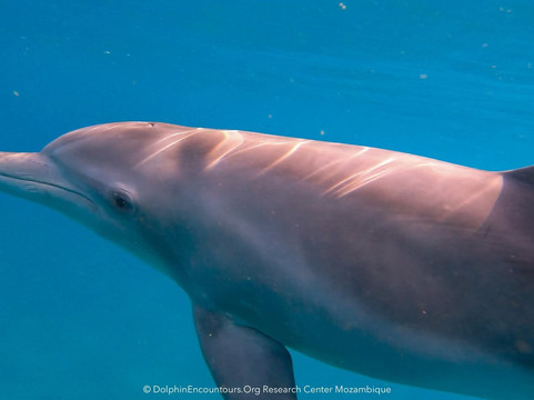 Dolphin Encountours Research Center-Ponta do Ouro必去景点