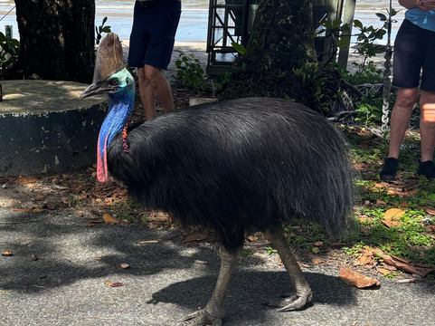 Tropic Tours-凯恩斯必去景点