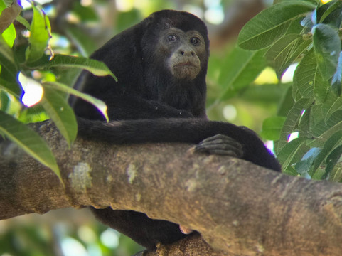 No Limit Adventures CR-利比里亚必去景点