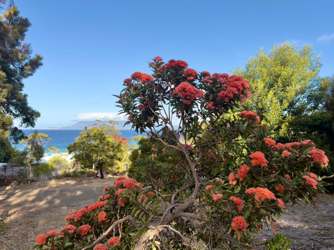 Scorchers By The River