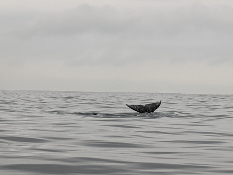 蒙特雷湾观鲸之旅-蒙特雷必去景点