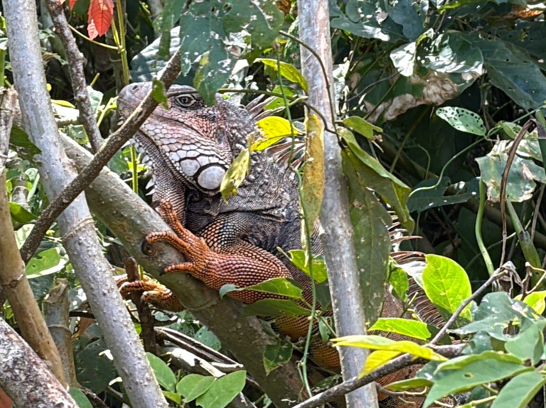 Almiza Tours by My friend Mario-巴拿马城必去景点