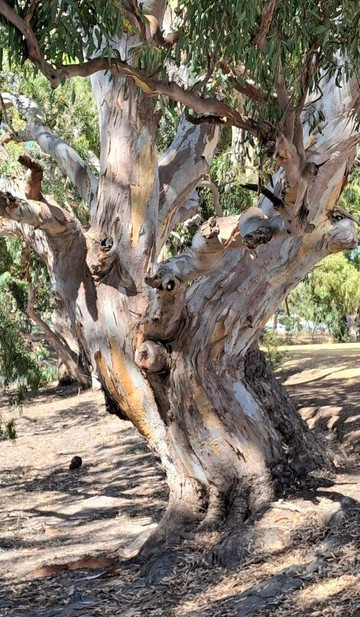 Ess Lagoon Reserve-Casterton必去景点