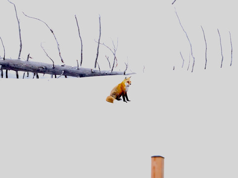 Yellowstone Wild-加德纳必去景点