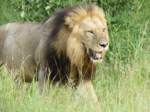 Kurt Safari-克鲁格国家公园必去景点