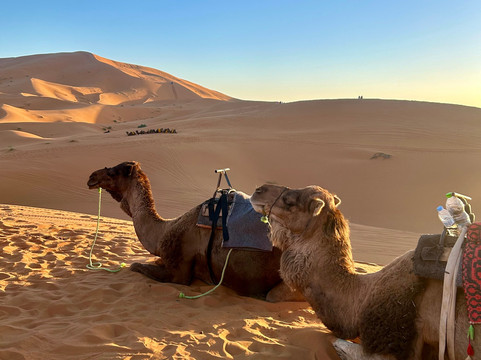 Marrakech Camel Trips-非斯必去景点