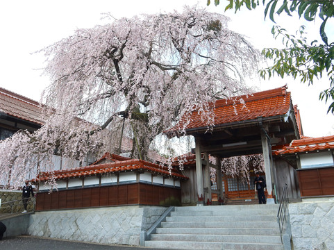 Gokurakuji Temple-仓吉市必去景点